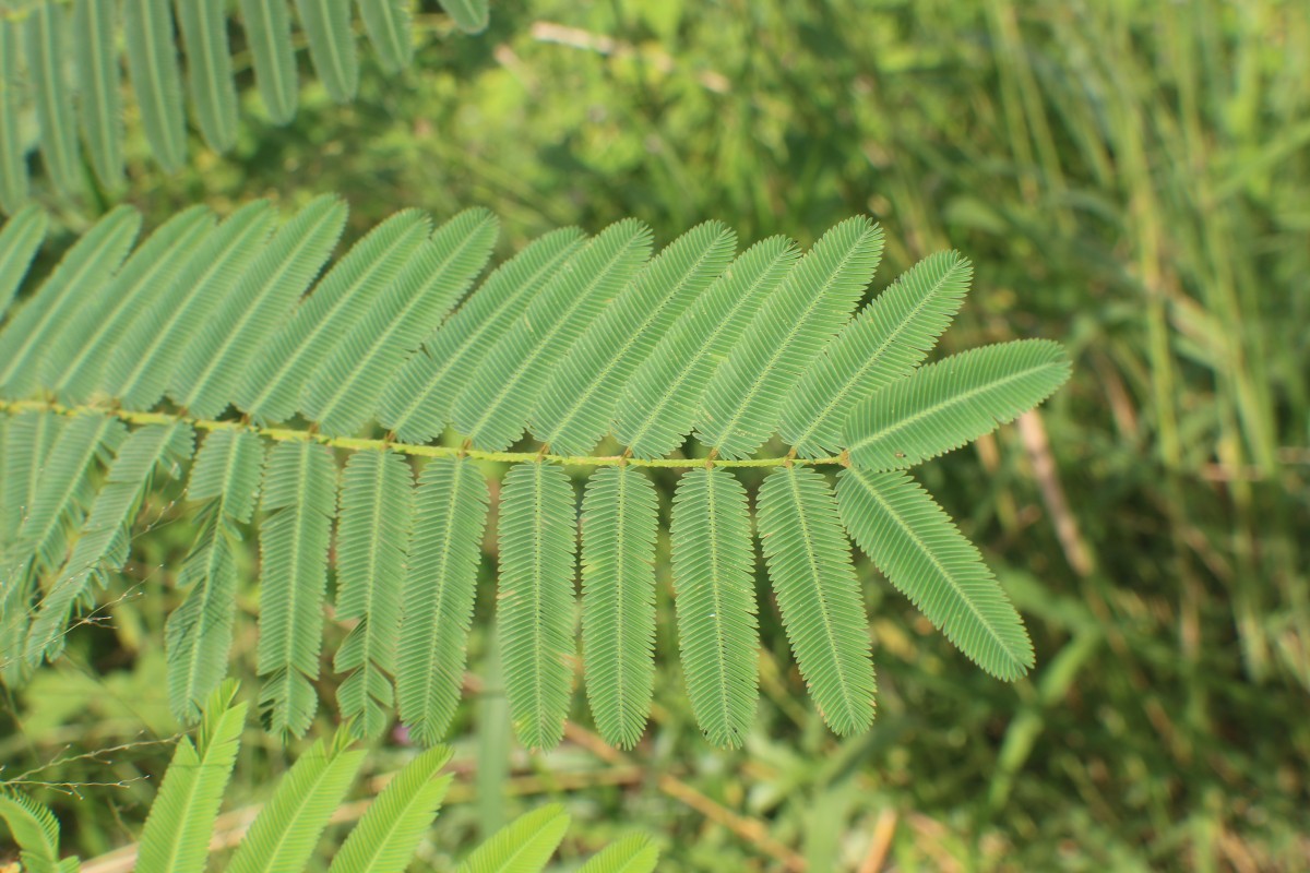 Mimosa pigra L.